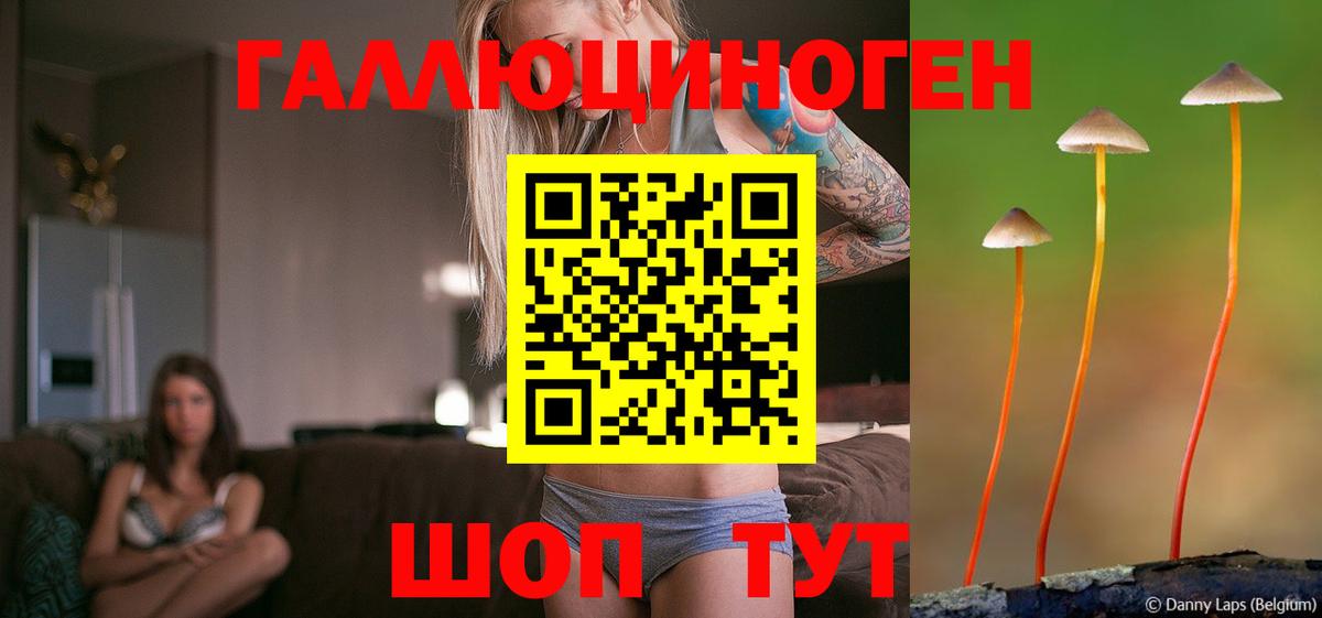 Галлюциногенные грибы Psilocybine cubensis Белгород